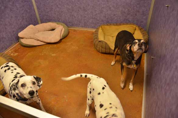 Indoor Picture of the B&B for D.O.G. — Doggie Day Care & Boarding near DIA (Denver International Airport)