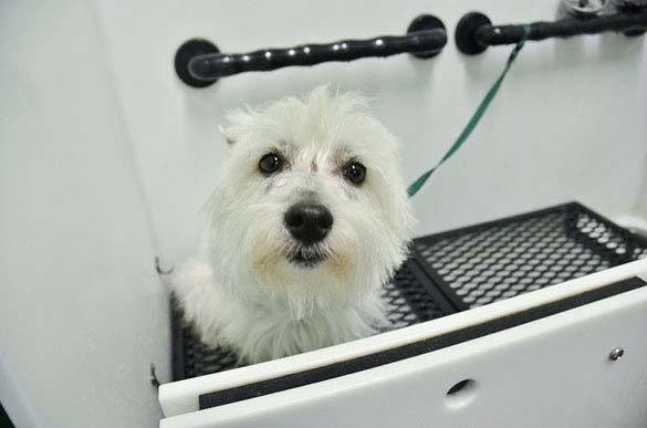 Grooming picture from Bath & Doggy Works located at the B&B for D.O.G. — Doggie Day Care & Boarding near DIA (Denver International Airport)