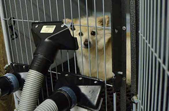 Grooming picture from Bath & Doggy Works located at the B&B for D.O.G. — Doggie Day Care & Boarding near DIA (Denver International Airport)