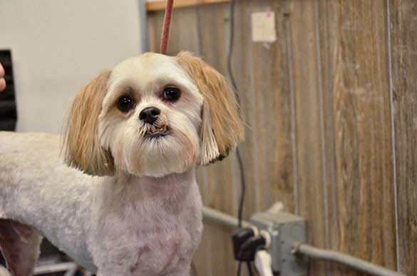 Grooming picture from Bath & Doggy Works located at the B&B for D.O.G. — Doggie Day Care & Boarding near DIA (Denver International Airport)