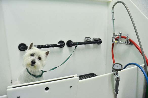 Grooming picture from Bath & Doggy Works located at the B&B for D.O.G. — Doggie Day Care & Boarding near DIA (Denver International Airport)