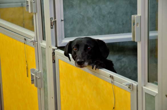 Indoor Picture of the B&B for D.O.G. — Doggie Day Care & Boarding near DIA (Denver International Airport)