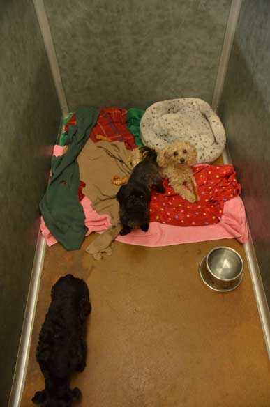 Indoor Picture of the B&B for D.O.G. — Doggie Day Care & Boarding near DIA (Denver International Airport)