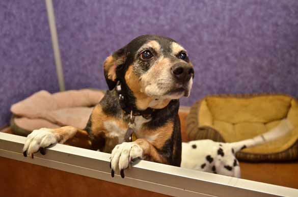 Indoor Picture of the B&B for D.O.G. — Doggie Day Care & Boarding near DIA (Denver International Airport)