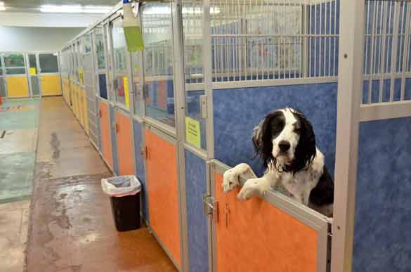 Indoor Picture of the B&B for D.O.G. — Doggie Day Care & Boarding near DIA (Denver International Airport)