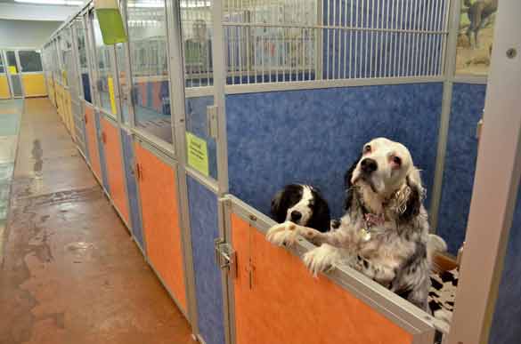 Indoor Picture of the B&B for D.O.G. — Doggie Day Care & Boarding near DIA (Denver International Airport)