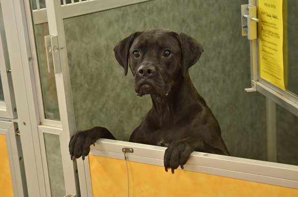 Indoor Picture of the B&B for D.O.G. — Doggie Day Care & Boarding near DIA (Denver International Airport)