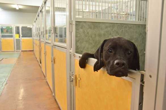 Indoor Picture of the B&B for D.O.G. — Doggie Day Care & Boarding near DIA (Denver International Airport)