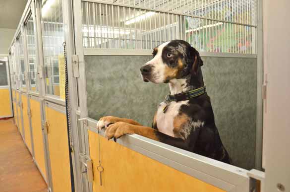 Indoor Picture of the B&B for D.O.G. — Doggie Day Care & Boarding near DIA (Denver International Airport)