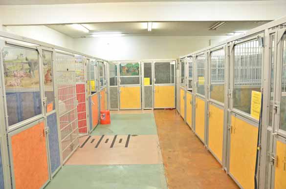 Indoor Picture of the B&B for D.O.G. — Doggie Day Care & Boarding near DIA (Denver International Airport)