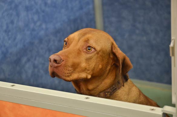 Indoor Picture of the B&B for D.O.G. — Doggie Day Care & Boarding near DIA (Denver International Airport)