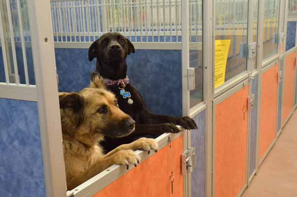Indoor Picture of the B&B for D.O.G. — Doggie Day Care & Boarding near DIA (Denver International Airport)