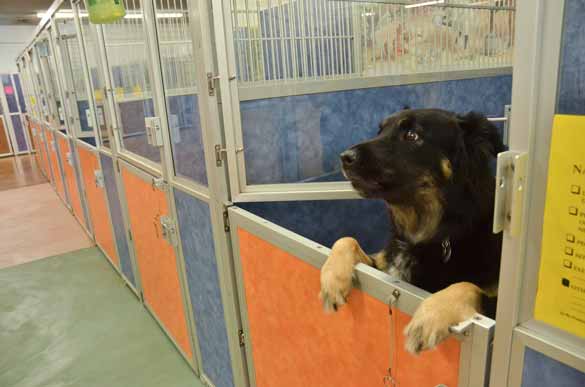 Indoor Picture of the B&B for D.O.G. — Doggie Day Care & Boarding near DIA (Denver International Airport)
