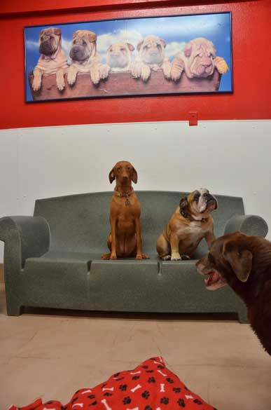 Indoor Picture of the B&B for D.O.G. — Doggie Day Care & Boarding near DIA (Denver International Airport)