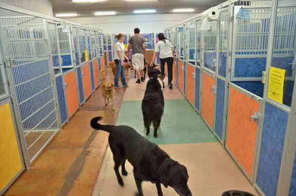 Indoor Picture of the B&B for D.O.G. — Doggie Day Care & Boarding near DIA (Denver International Airport)