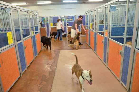 Indoor Picture of the B&B for D.O.G. — Doggie Day Care & Boarding near DIA (Denver International Airport)