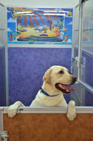 Indoor Picture of the B&B for D.O.G. — Doggie Day Care & Boarding near DIA (Denver International Airport)