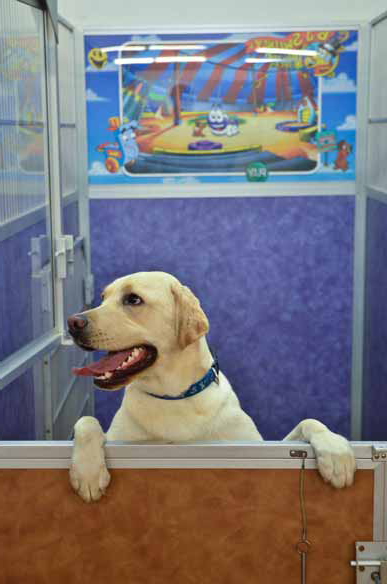 Indoor Picture of the B&B for D.O.G. — Doggie Day Care & Boarding near DIA (Denver International Airport)