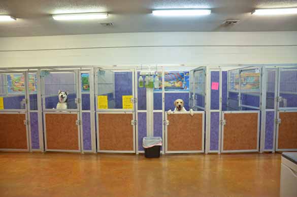 Indoor Picture of the B&B for D.O.G. — Doggie Day Care & Boarding near DIA (Denver International Airport)