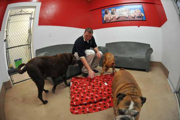Indoor Picture of the B&B for D.O.G. — Doggie Day Care & Boarding near DIA (Denver International Airport)