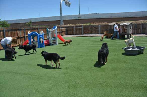 Outdoor Picture of the B&B for D.O.G. — Doggie Day Care & Boarding near DIA (Denver International Airport)