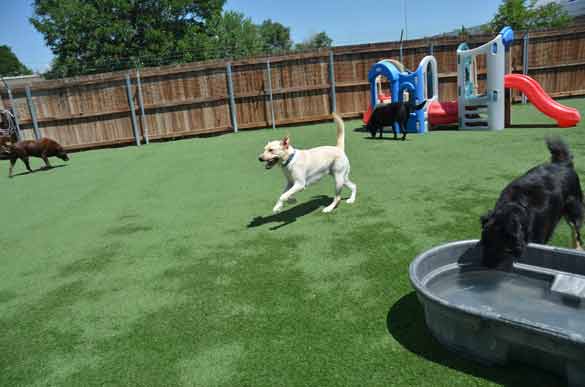 Outdoor Picture of the B&B for D.O.G. — Doggie Day Care & Boarding near DIA (Denver International Airport)