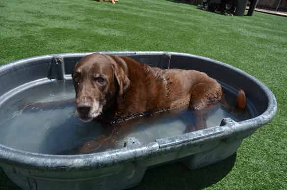 Outdoor Picture of the B&B for D.O.G. — Doggie Day Care & Boarding near DIA (Denver International Airport)
