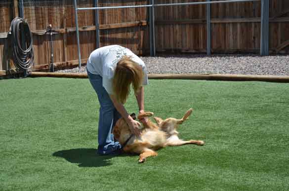 Outdoor Picture of the B&B for D.O.G. — Doggie Day Care & Boarding near DIA (Denver International Airport)