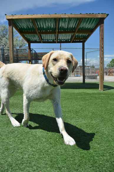 Outdoor Picture of the B&B for D.O.G. — Doggie Day Care & Boarding near DIA (Denver International Airport)