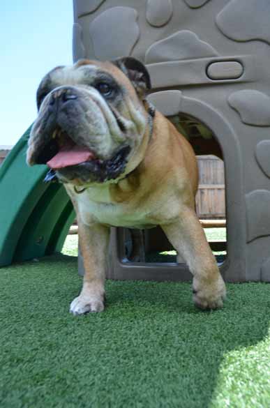 Outdoor Picture of the B&B for D.O.G. — Doggie Day Care & Boarding near DIA (Denver International Airport)