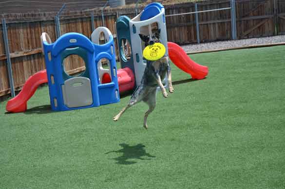 Outdoor Picture of the B&B for D.O.G. — Doggie Day Care & Boarding near DIA (Denver International Airport)