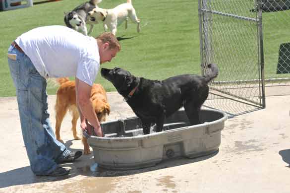 Outdoor Picture of the B&B for D.O.G. — Doggie Day Care & Boarding near DIA (Denver International Airport)